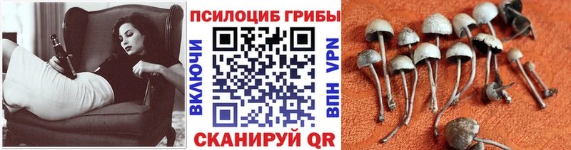 Галлюциногенные грибы Magic Shrooms Болохово